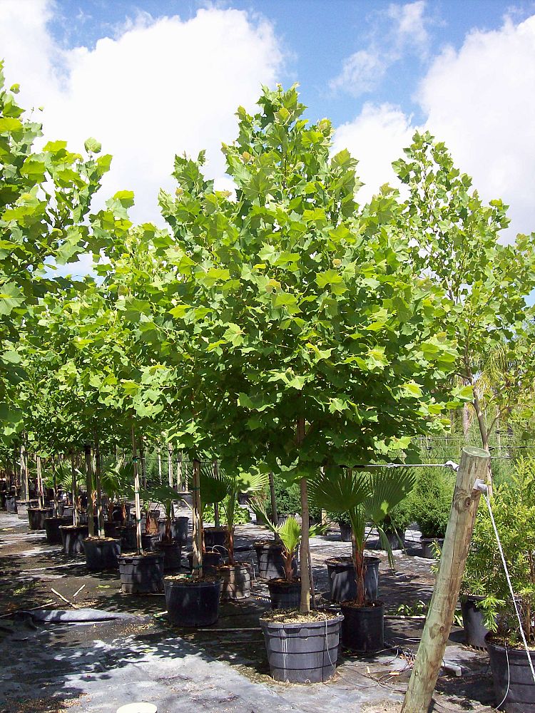 platanus-sycamore