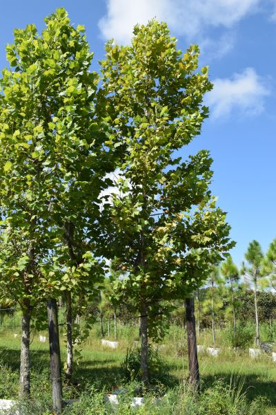 platanus-sycamore
