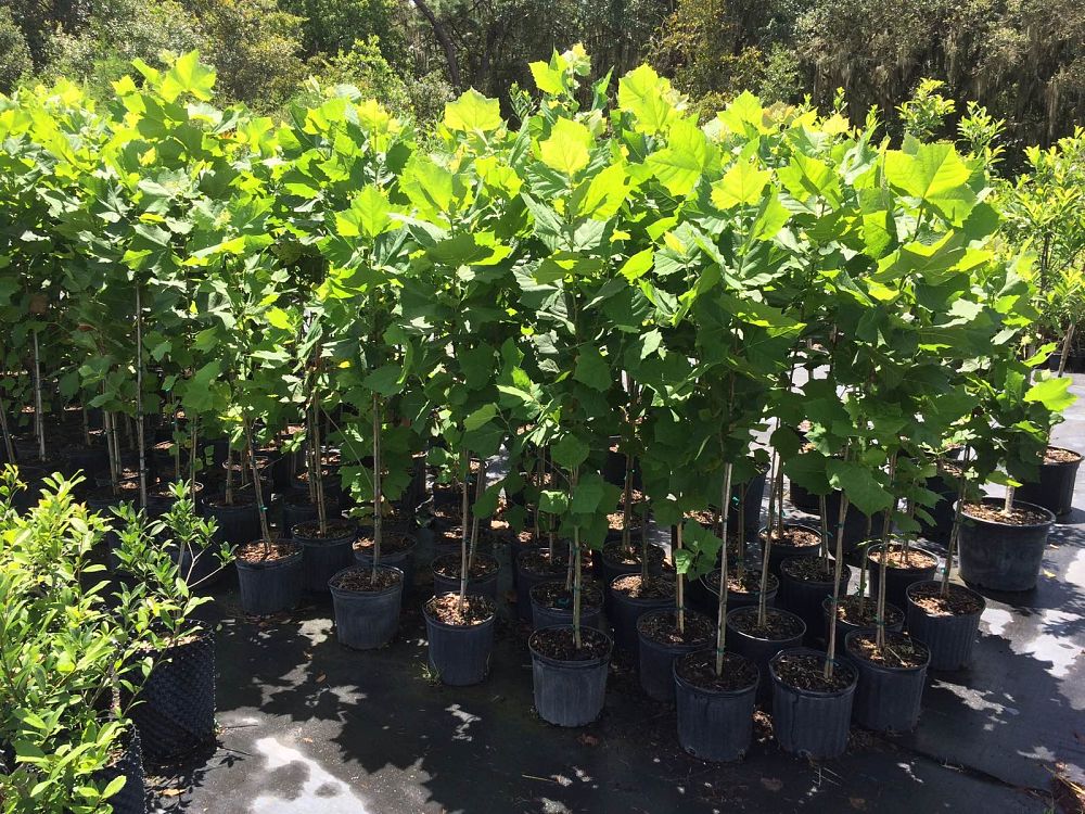 platanus-sycamore