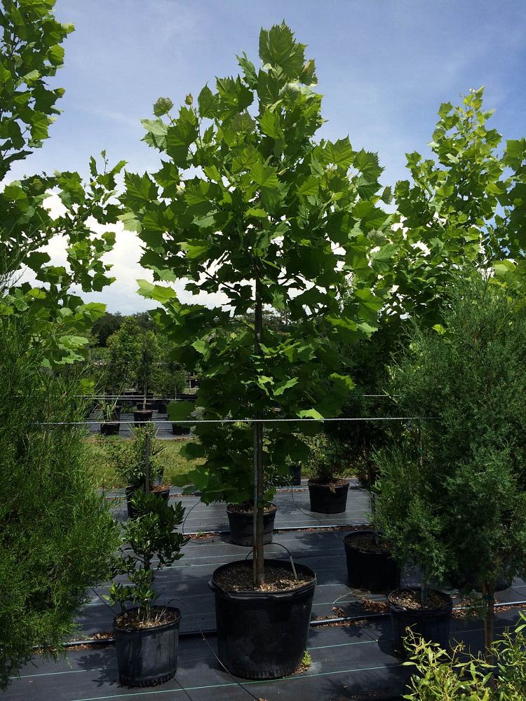 platanus-sycamore