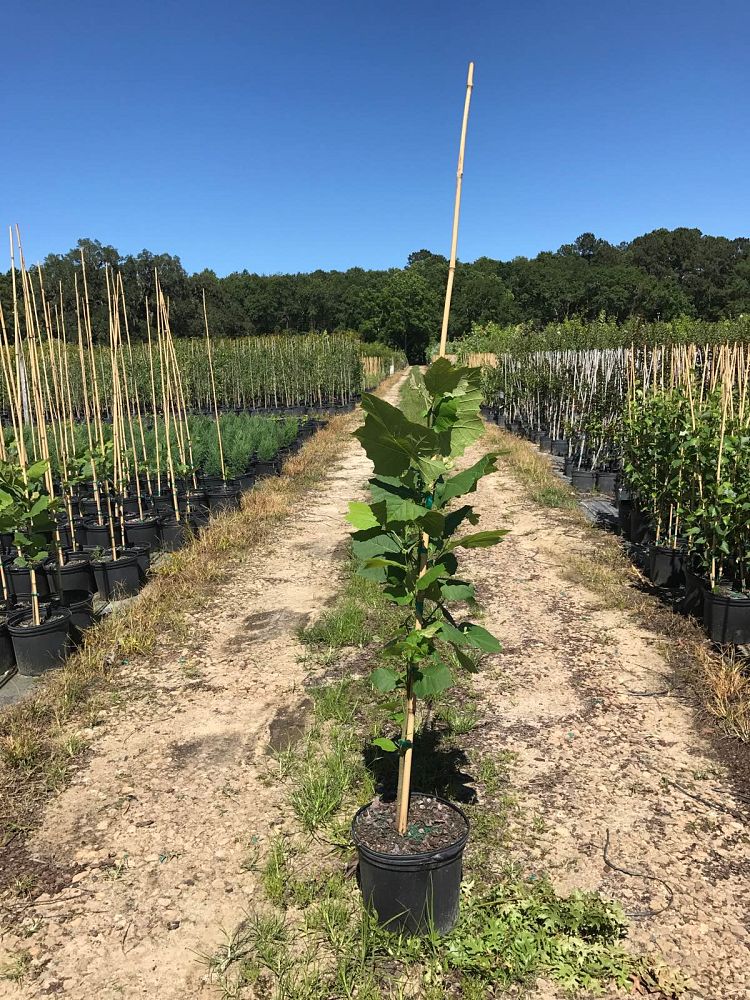 platanus-sycamore
