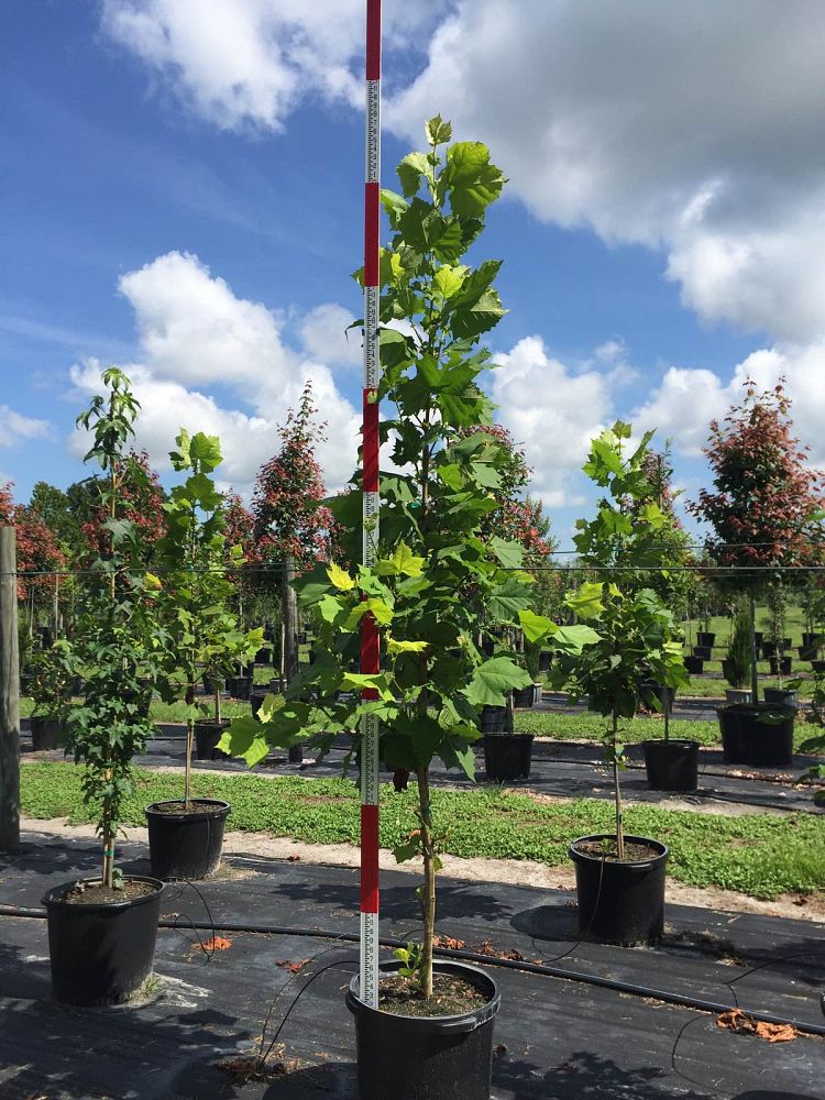 platanus-sycamore