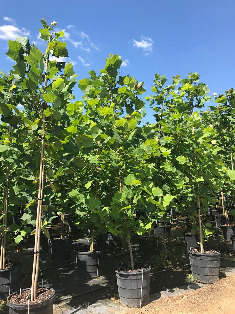 platanus-sycamore