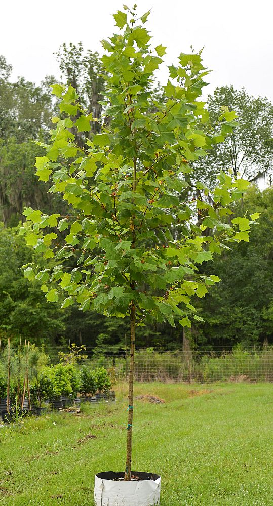 platanus-sycamore