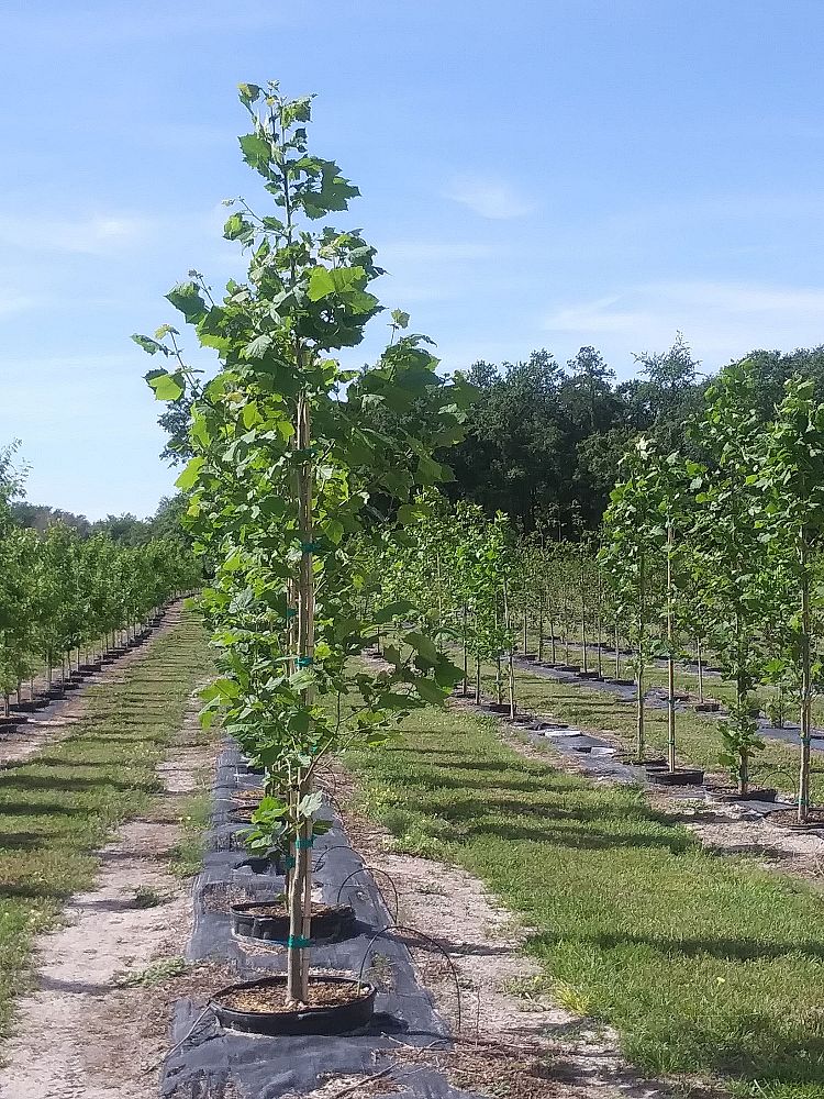 platanus-sycamore