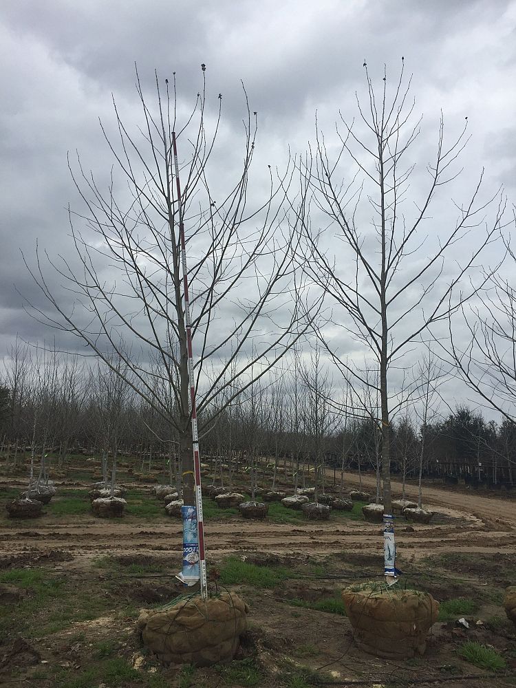 platanus-sycamore