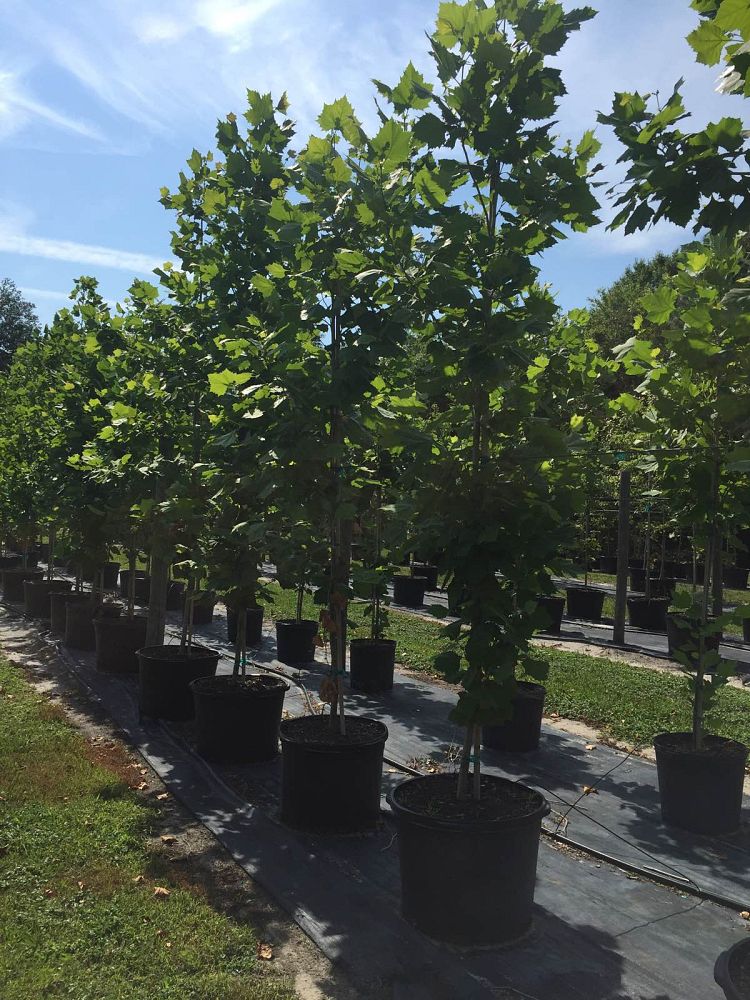 platanus-sycamore