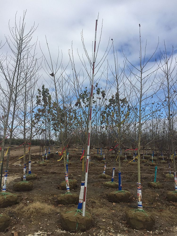platanus-sycamore