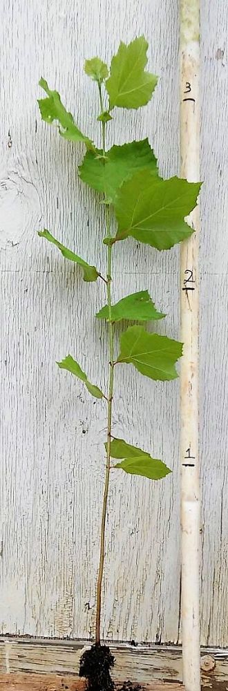 platanus-sycamore