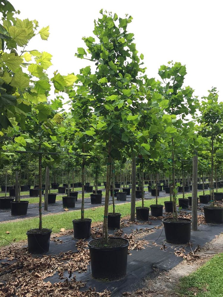 platanus-sycamore
