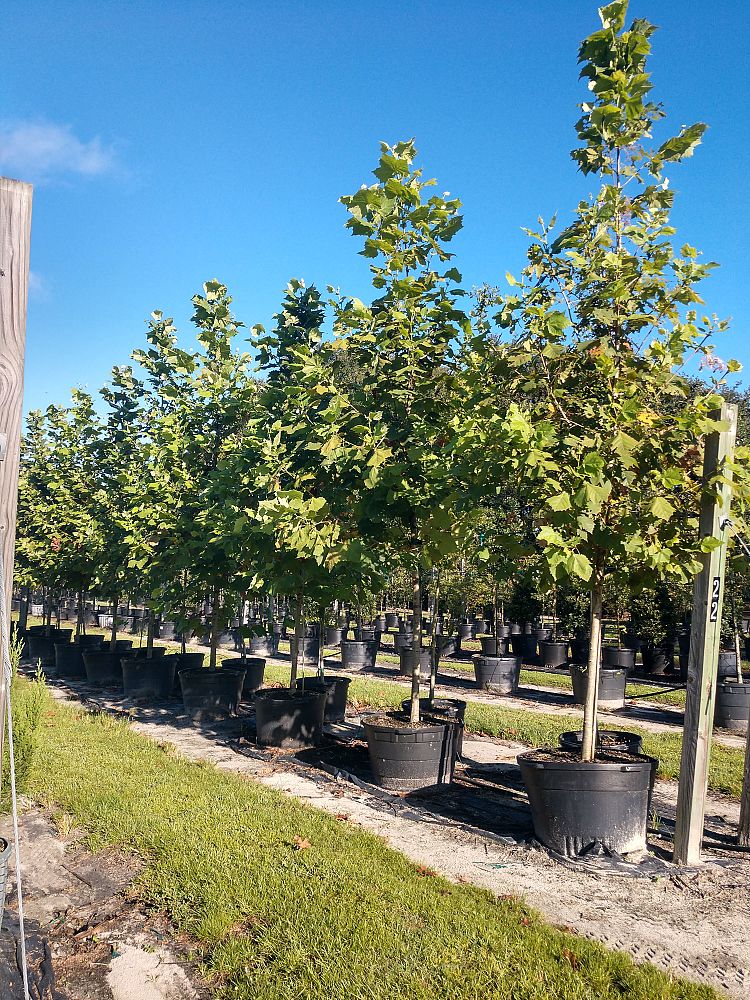 platanus-sycamore