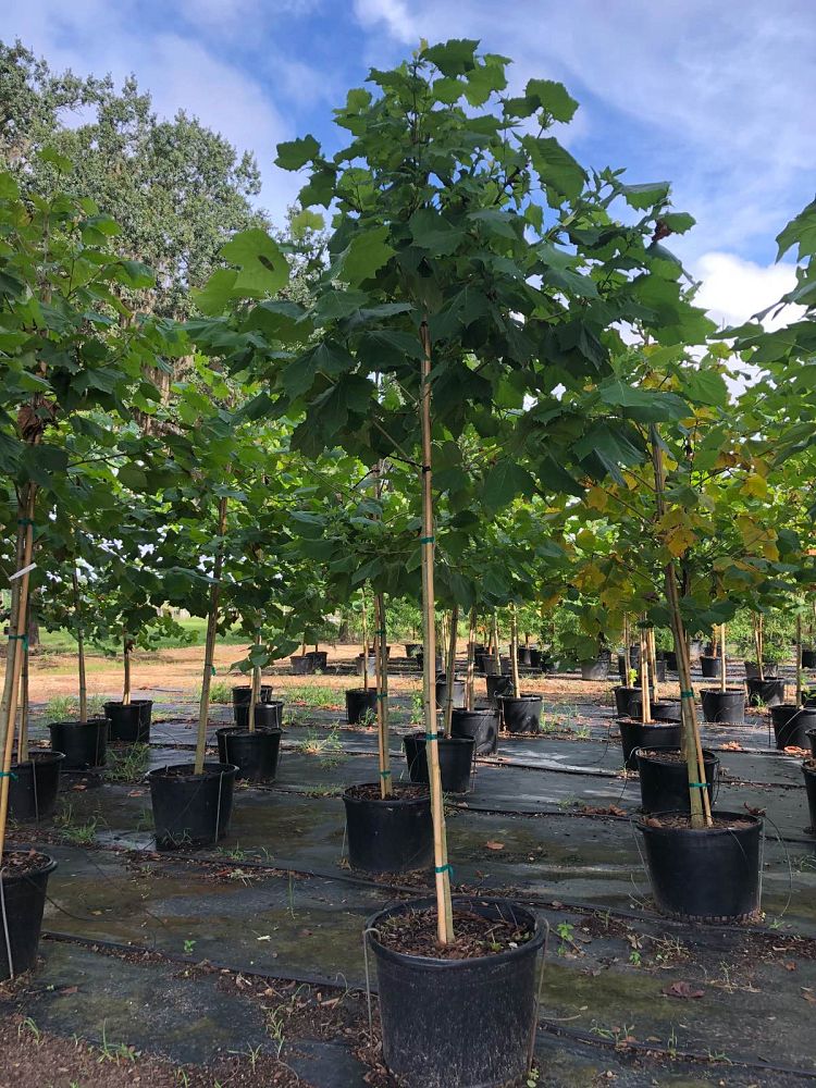 platanus-sycamore