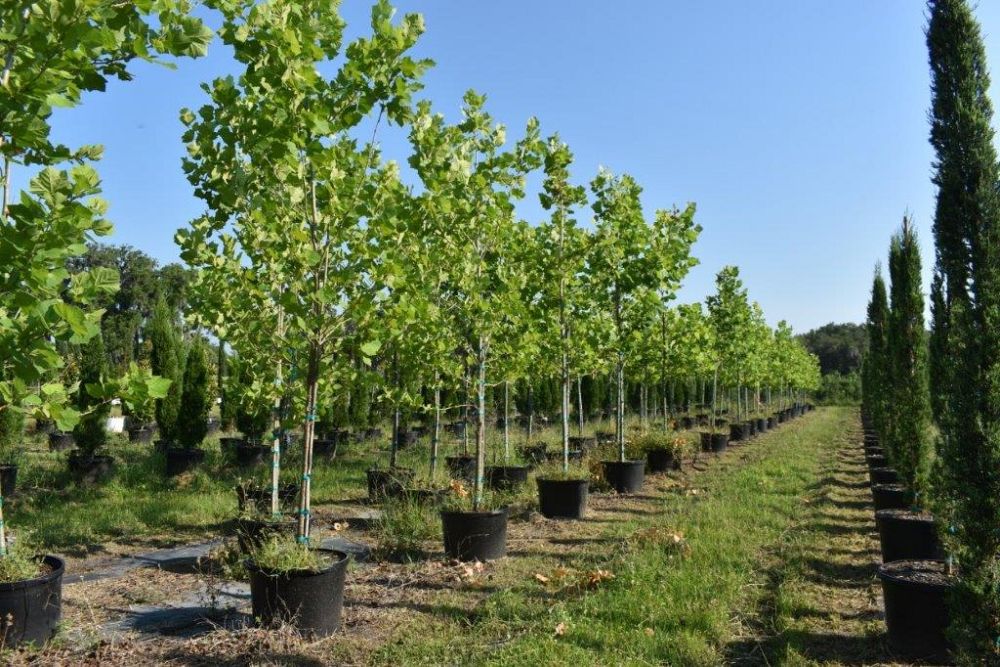 platanus-sycamore