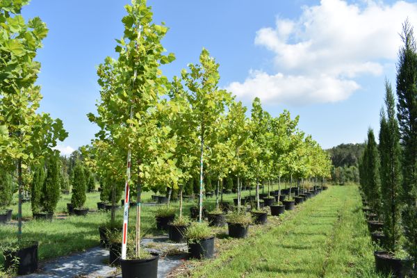 platanus-sycamore