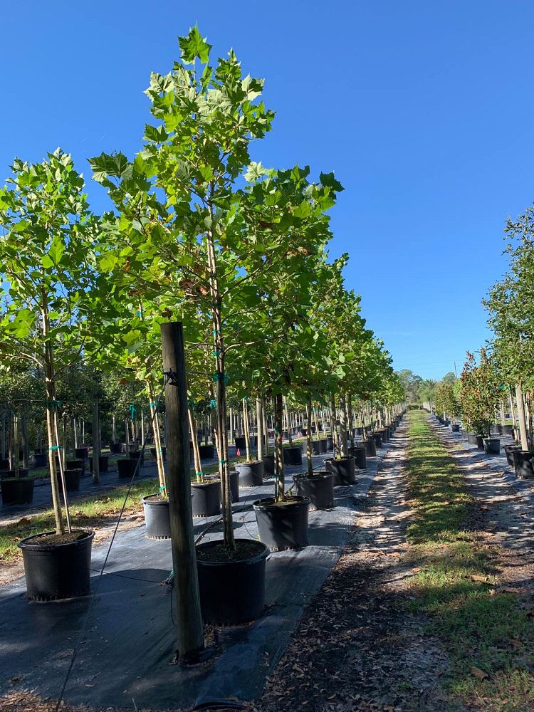 platanus-sycamore