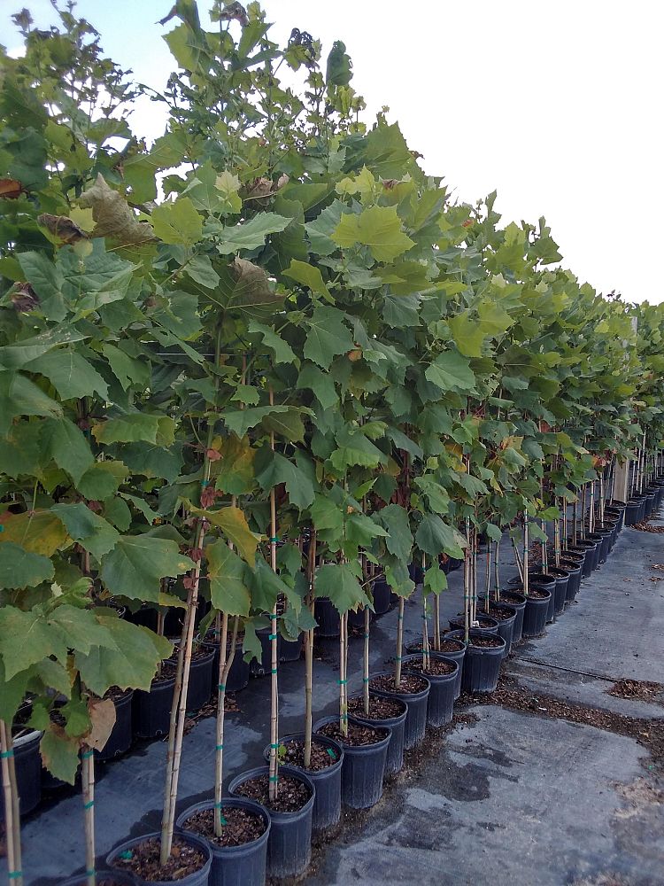 platanus-sycamore