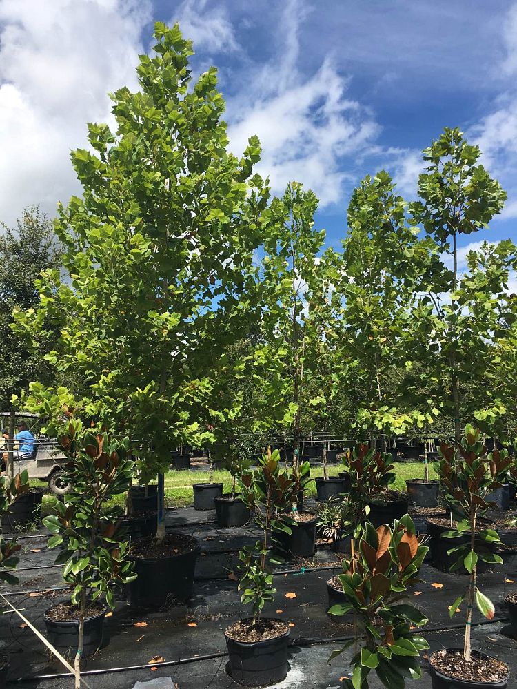platanus-sycamore