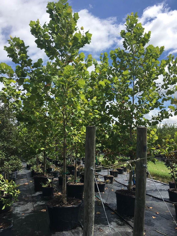 platanus-sycamore