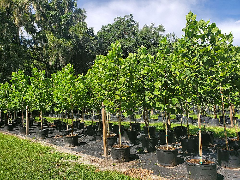 platanus-sycamore