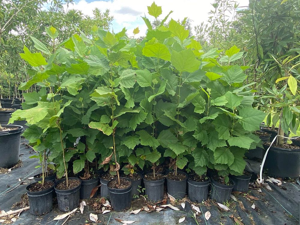 platanus-sycamore