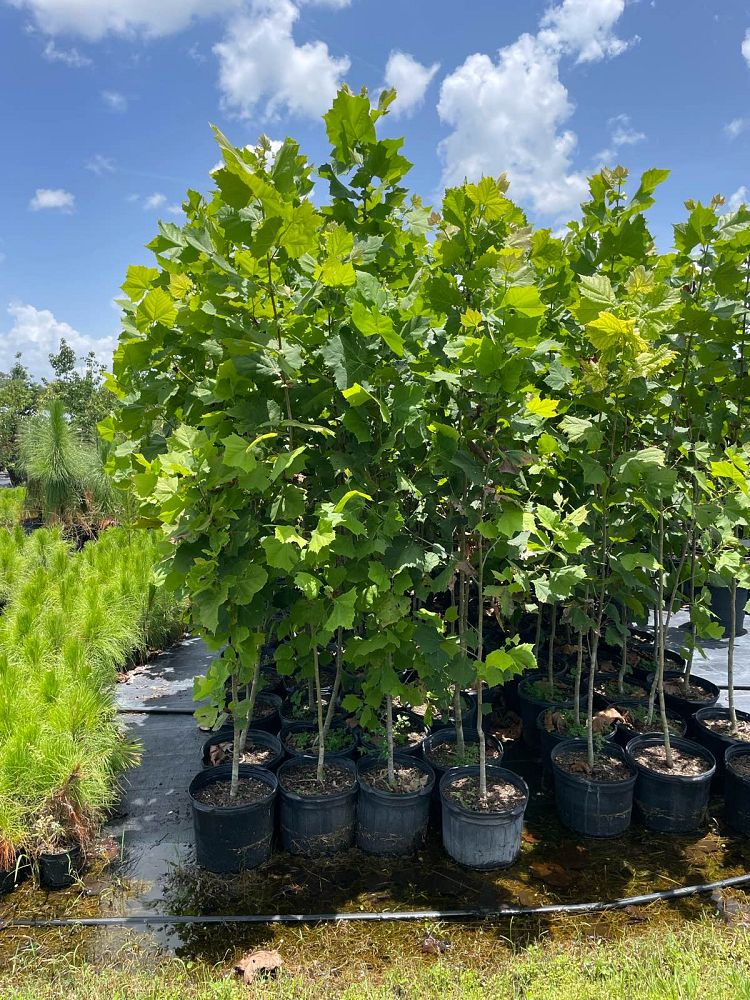 platanus-sycamore