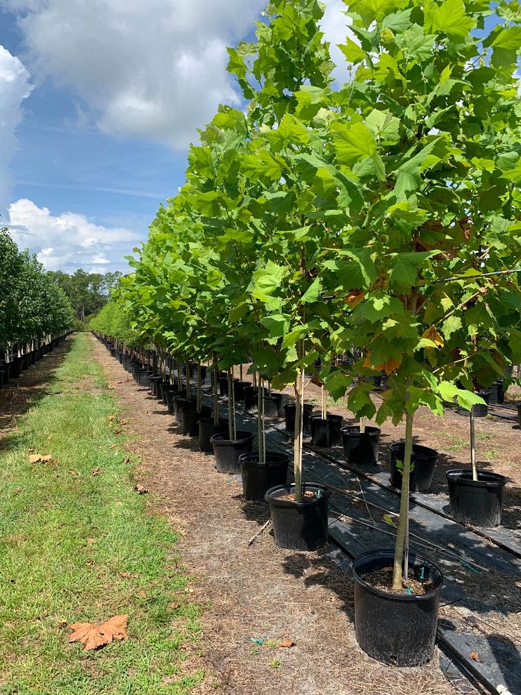 platanus-sycamore