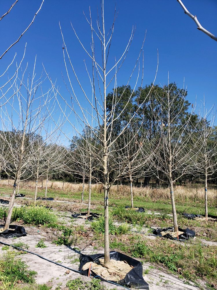 platanus-sycamore