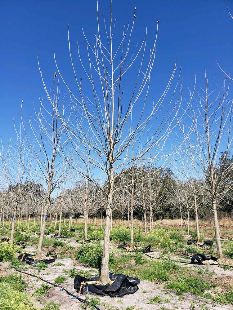 platanus-sycamore