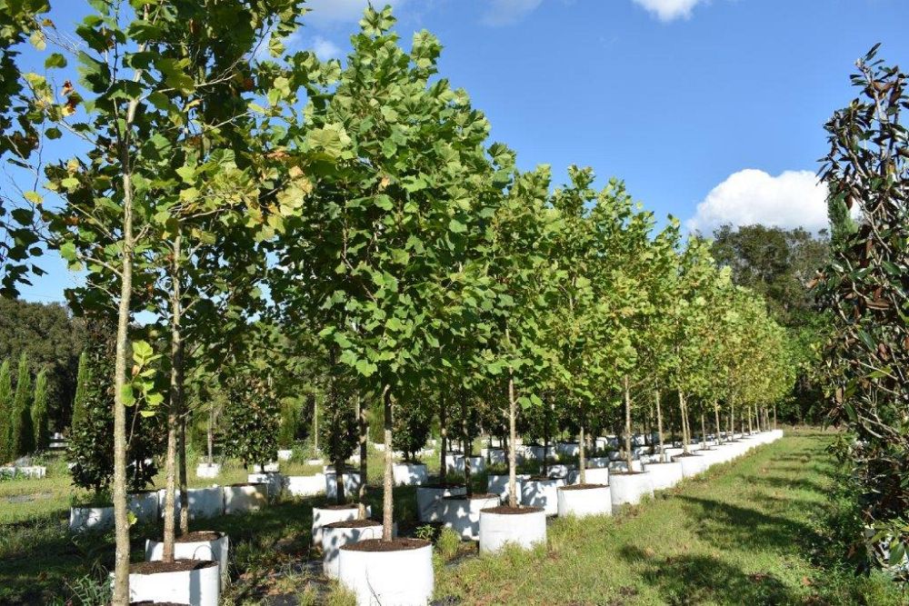 platanus-sycamore