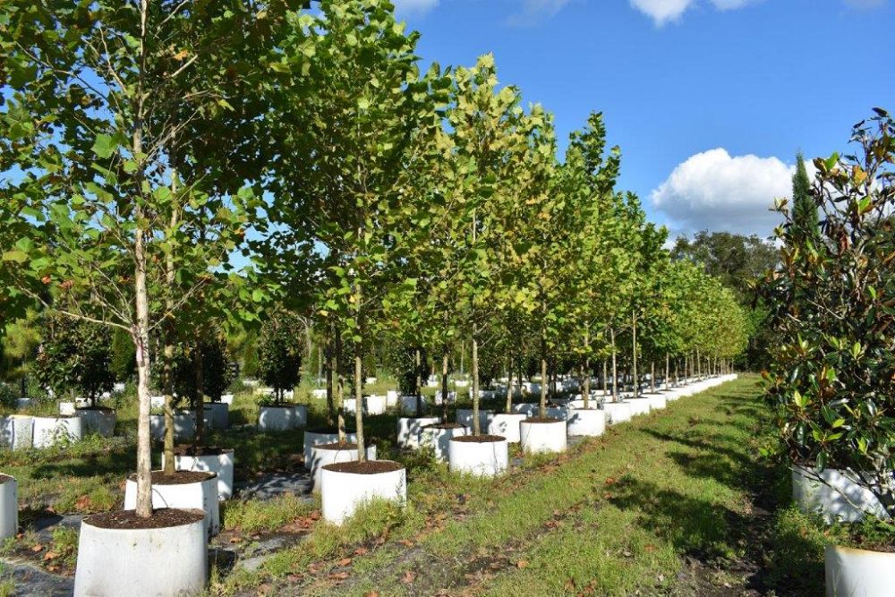 platanus-sycamore