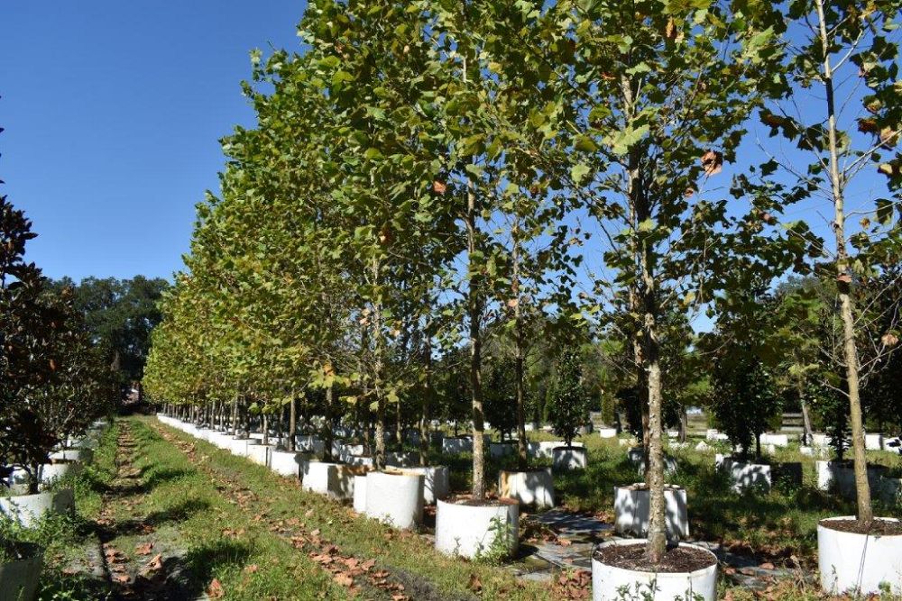 platanus-sycamore