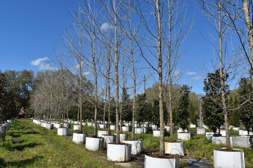 platanus-sycamore