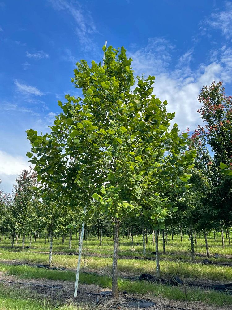 platanus-sycamore