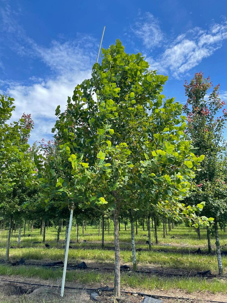 platanus-sycamore