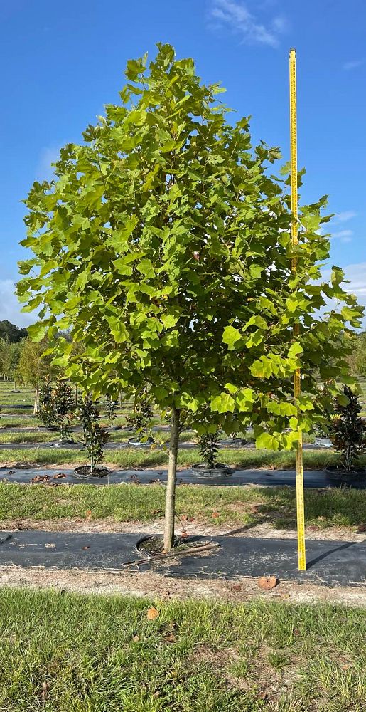platanus-sycamore