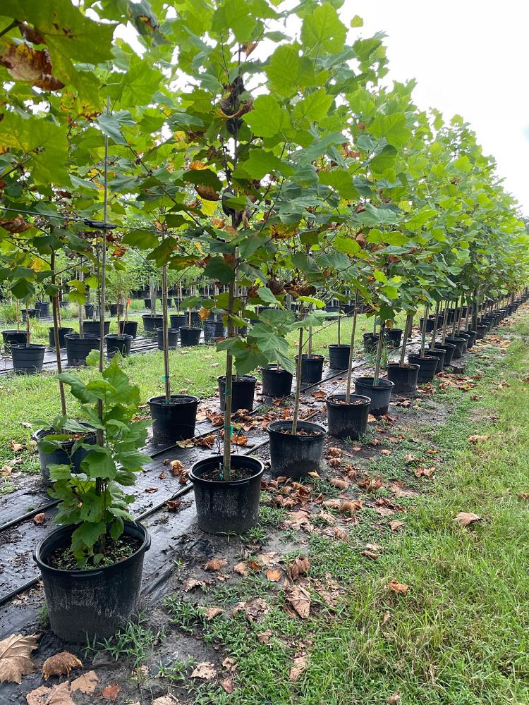 platanus-sycamore