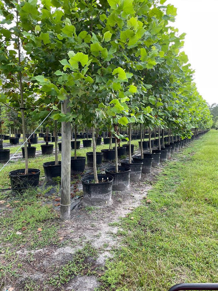 platanus-sycamore