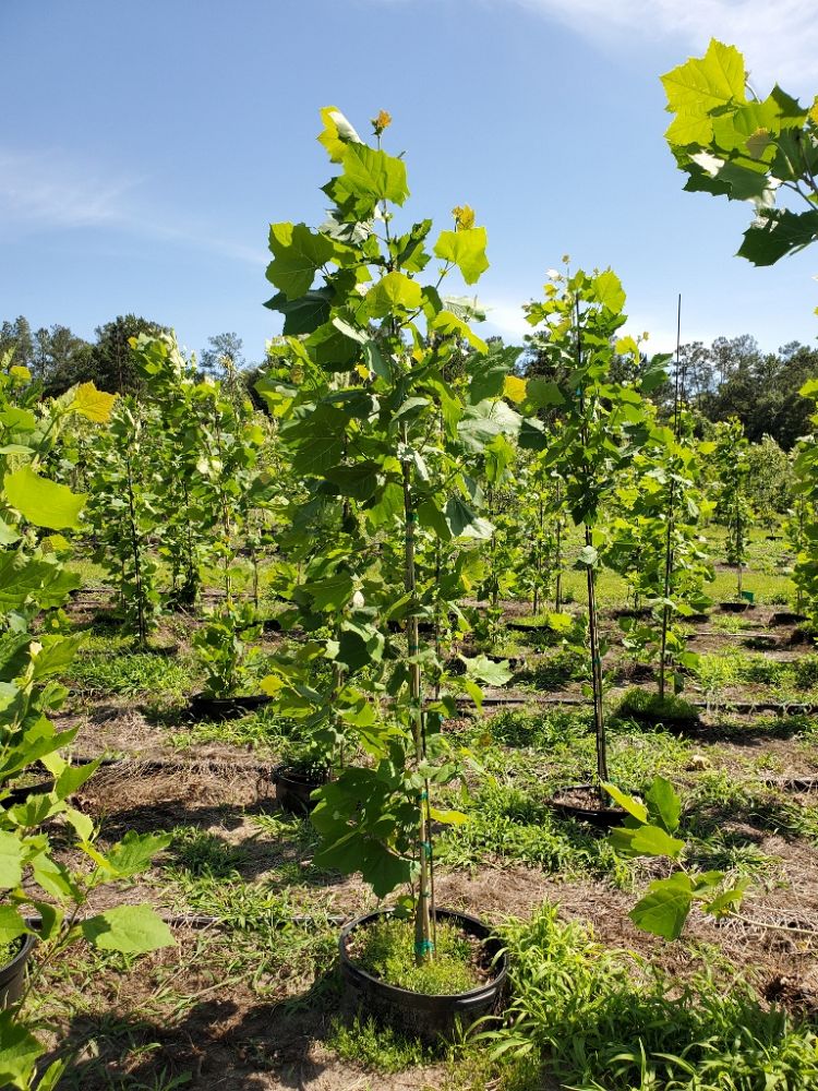 platanus-sycamore