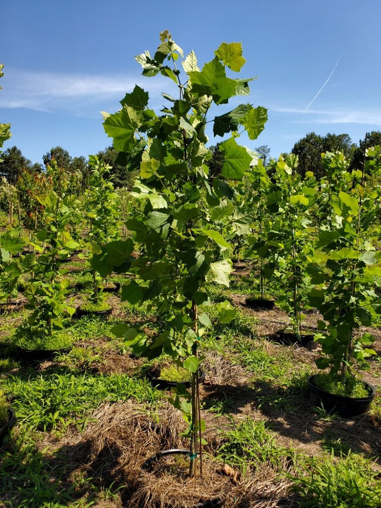 platanus-sycamore