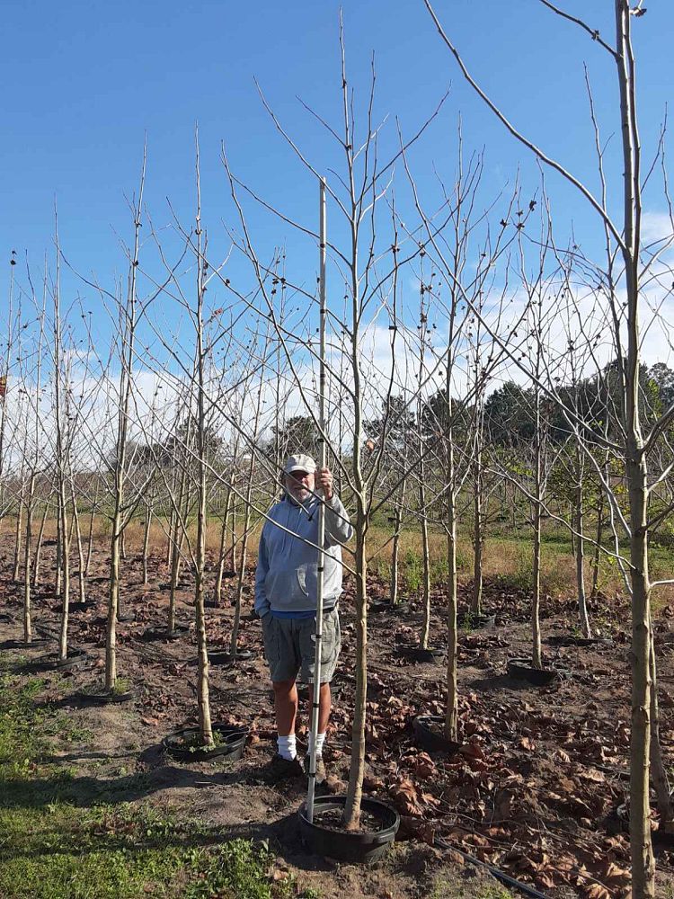 platanus-sycamore