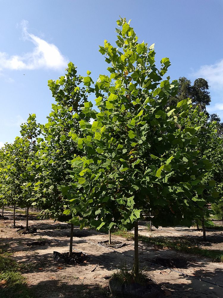 platanus-sycamore