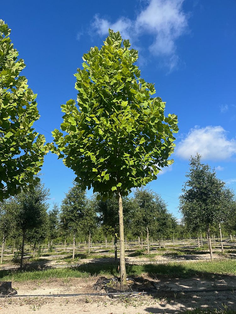 platanus-sycamore