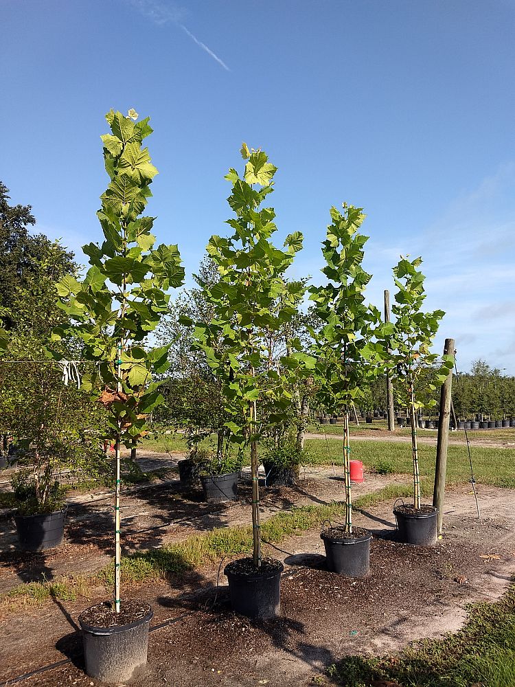 platanus-sycamore