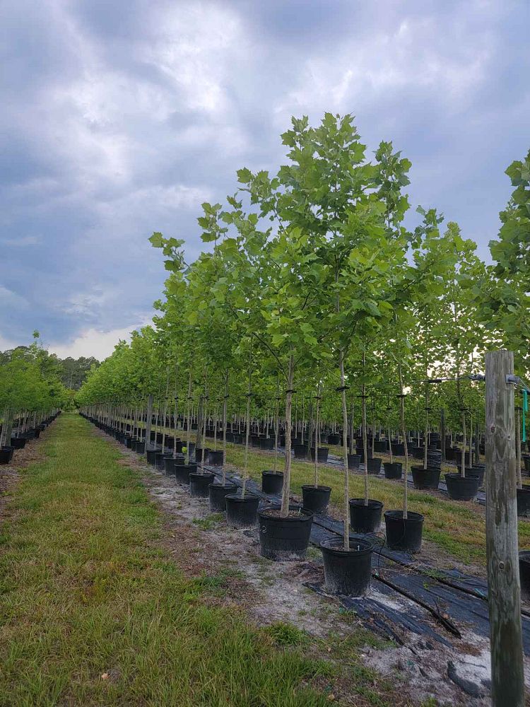 platanus-sycamore