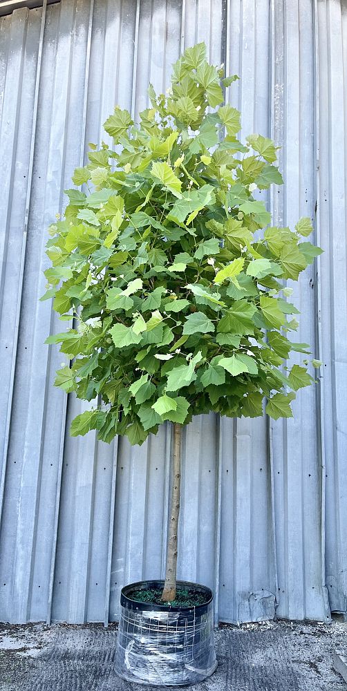 platanus-sycamore