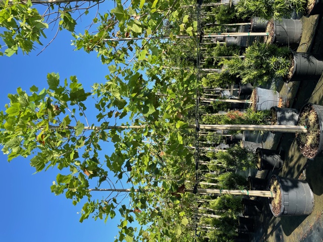 platanus-sycamore