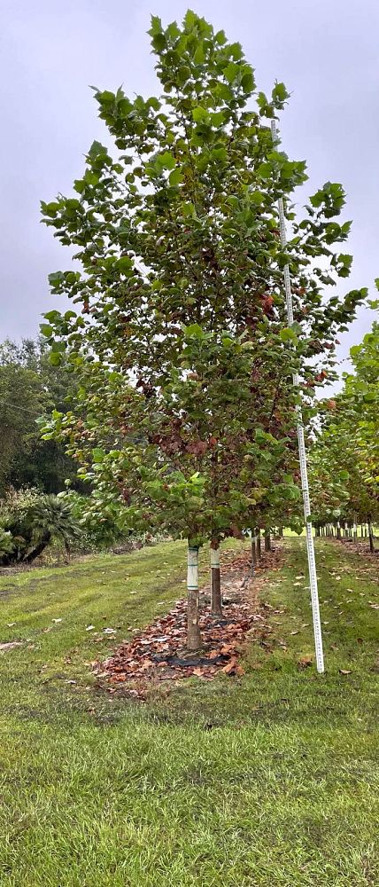 platanus-sycamore