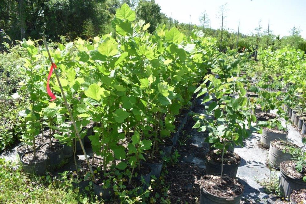 platanus-sycamore