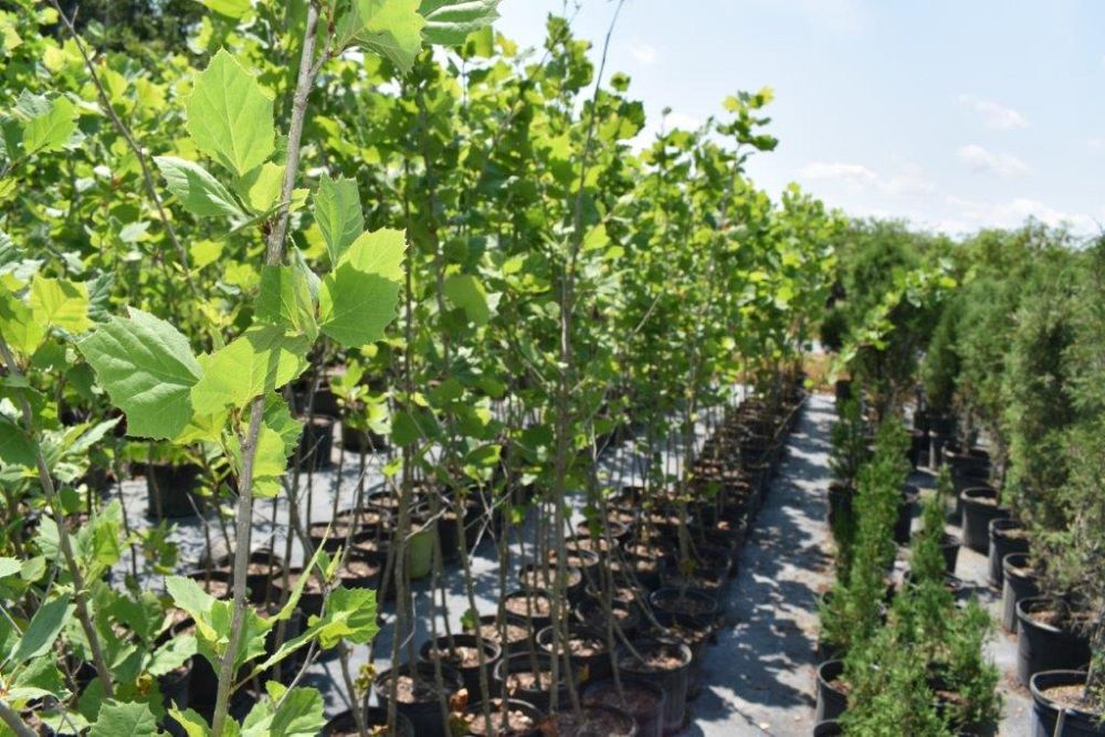 platanus-sycamore