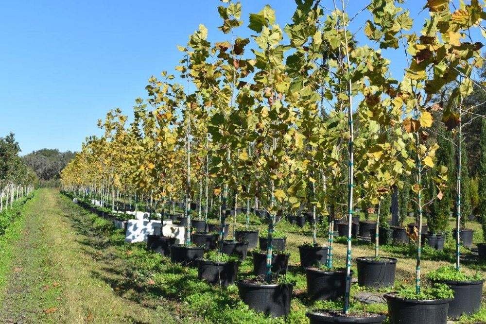 platanus-sycamore